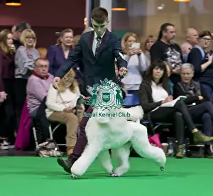 Crufts 2018