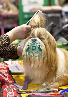 Crufts 2018