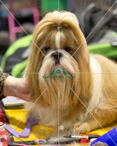 Crufts 2018