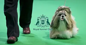 Crufts 2018
