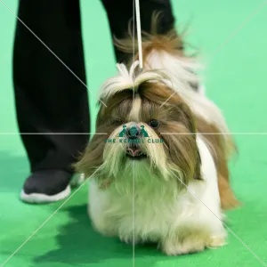 Crufts 2018