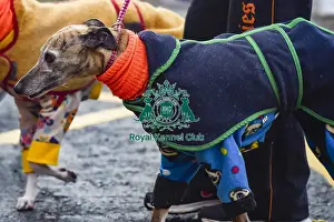 Crufts 2018