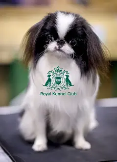 Crufts 2018
