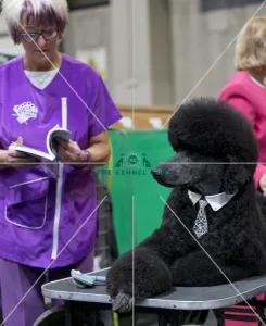 Crufts 2018