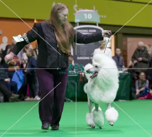 Crufts 2018