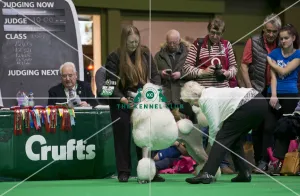 Crufts 2018