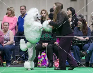 Crufts 2018