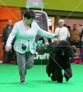 Crufts 2018