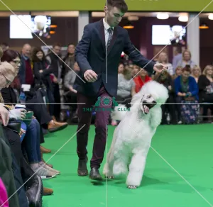 Crufts 2018