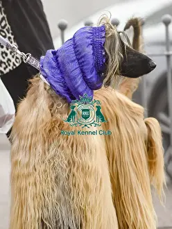 Crufts 2018
