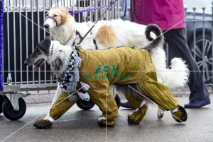 Afghan Hound