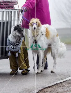 Afghan Hound