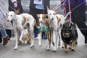 Crufts 2018