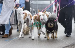 Crufts 2018