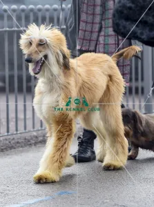 Crufts 2018