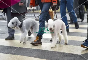 Crufts 2018