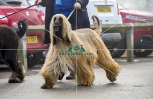 Afghan Hound