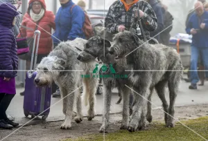 Crufts 2018