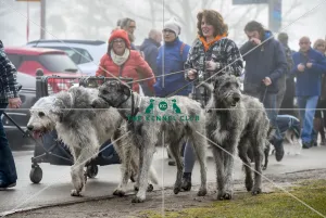 Crufts 2018