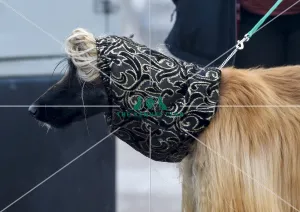 Afghan Hound