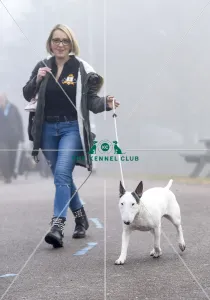 Bull Terrier