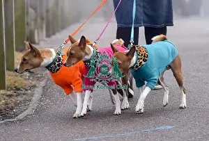 Crufts 2018