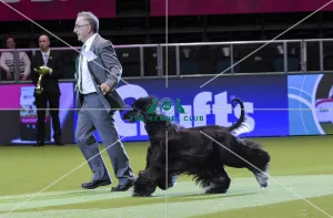 Afghan Hound
