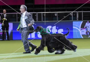 Afghan Hound