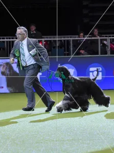 Afghan Hound