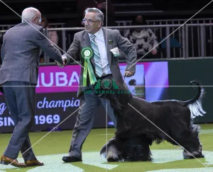 Afghan Hound