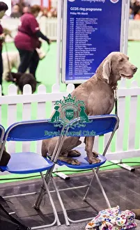 Crufts 2018