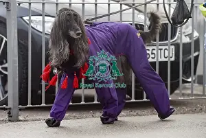 Crufts 2018