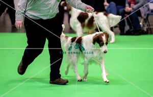 Crufts 2018