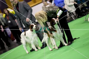 Crufts 2018