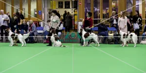 Crufts 2018