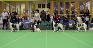 Crufts 2018