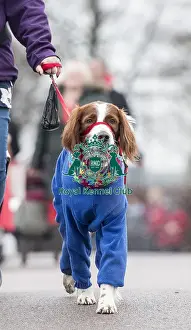 Crufts 2018