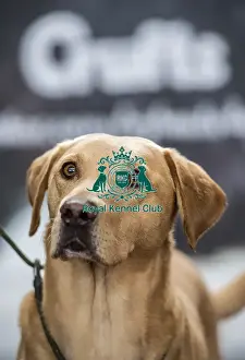 Crufts 2018