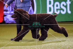 Crufts 2019 - Best in Show Crufts 2019 - Best in Show
