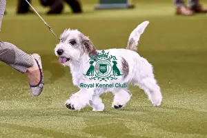 Crufts 2019 - Best in Show