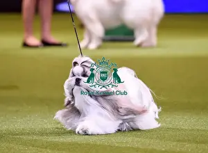 Crufts 2019 - Best in Show