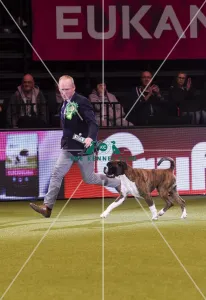 Crufts 2019 - Best in Show