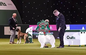Crufts 2019 - Best in Show