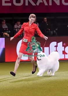 Crufts 2019 - Best in Show