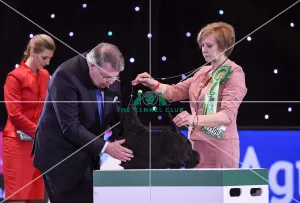 Crufts 2019 - Best in Show