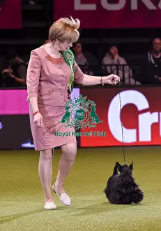 Crufts 2019 - Best in Show