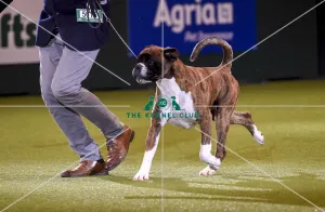 Crufts 2019 - Best in Show