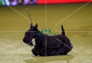 Crufts 2019 - Best in Show