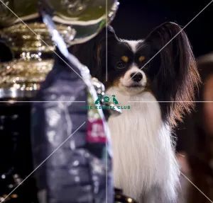 Crufts 2019 - Best in Show