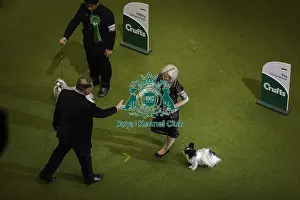 Crufts 2019 - Best in Show